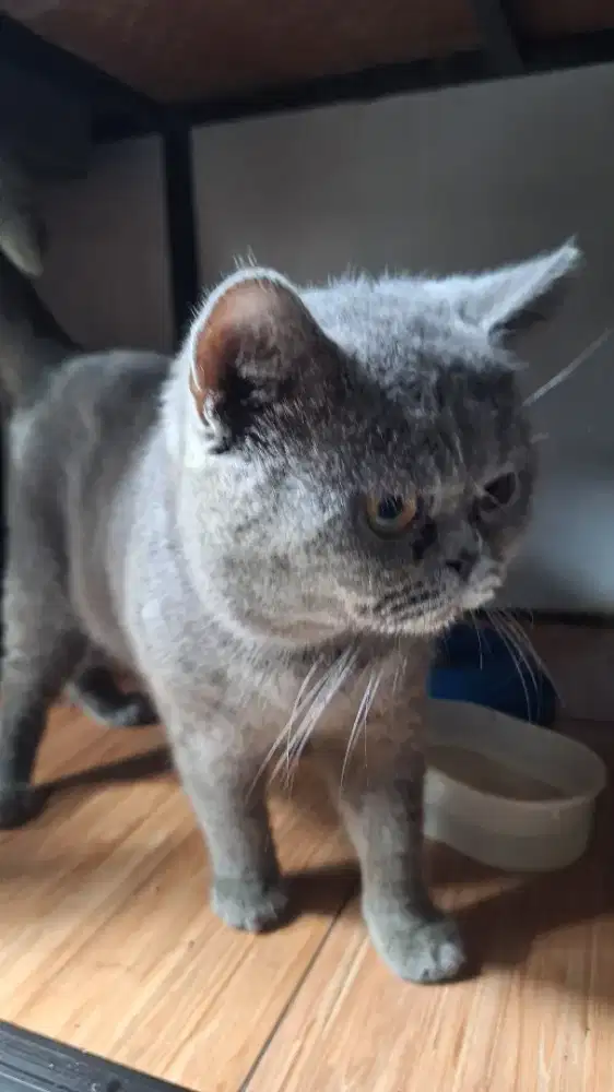 BSH non Ped ( British Shorthair)