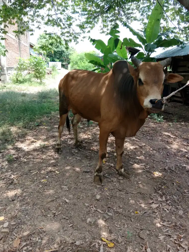 Jual sapi kurban