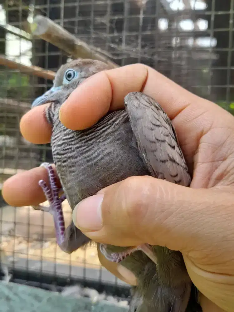 Perkutut cemani daringan kebak kemben dewasa