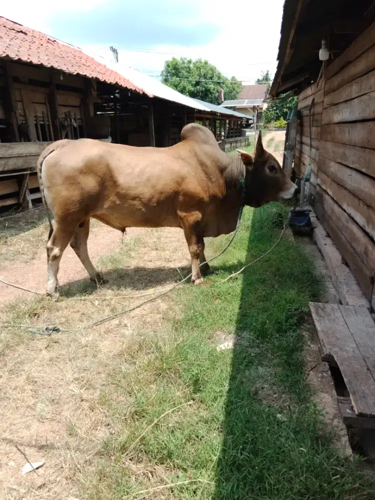 Jual sapi untuk kurban