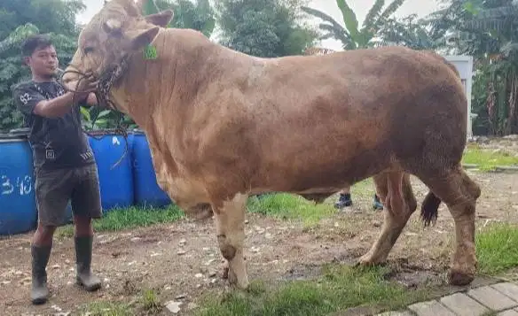 sapi kurban jumboan 950kiloan layak hewan qurban premum 2026 jamin top