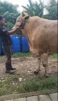 sapi qurban raksasa 950kiloan siap sapi kurban premium 2026 jamin puas