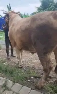 sapi qurban raksasa 950kiloan siap sapi kurban premium 2026 jamin puas