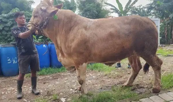 sapi qurban raksasa 950kiloan siap sapi kurban premium 2026 jamin puas