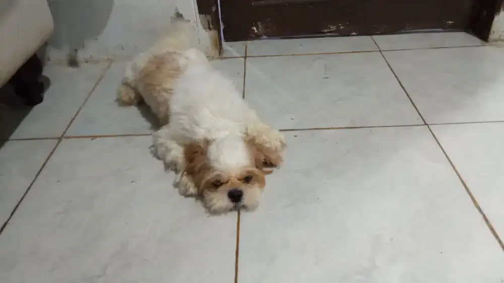 Anjing shihtzu betina. Shitzu. Shih tzu indukan