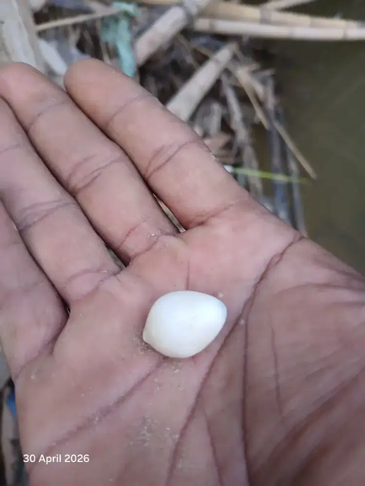 Batu mestika kelapa.