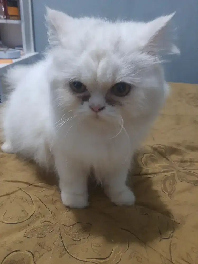 Kucing flatnose