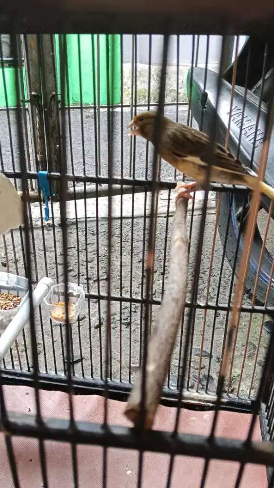 Burung Kenari Harian Rajin (Burja Net)
