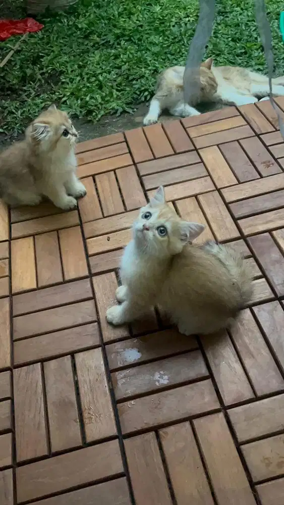 Lepas bermahar kucing british short hair