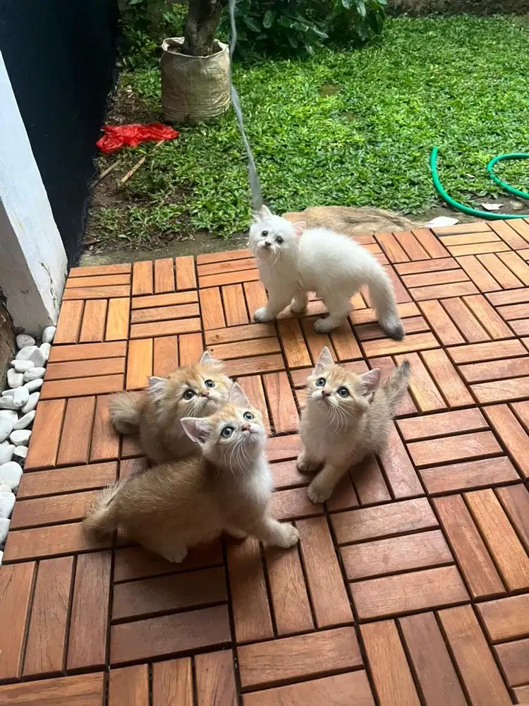 Lepas bermahar kucing british short hair