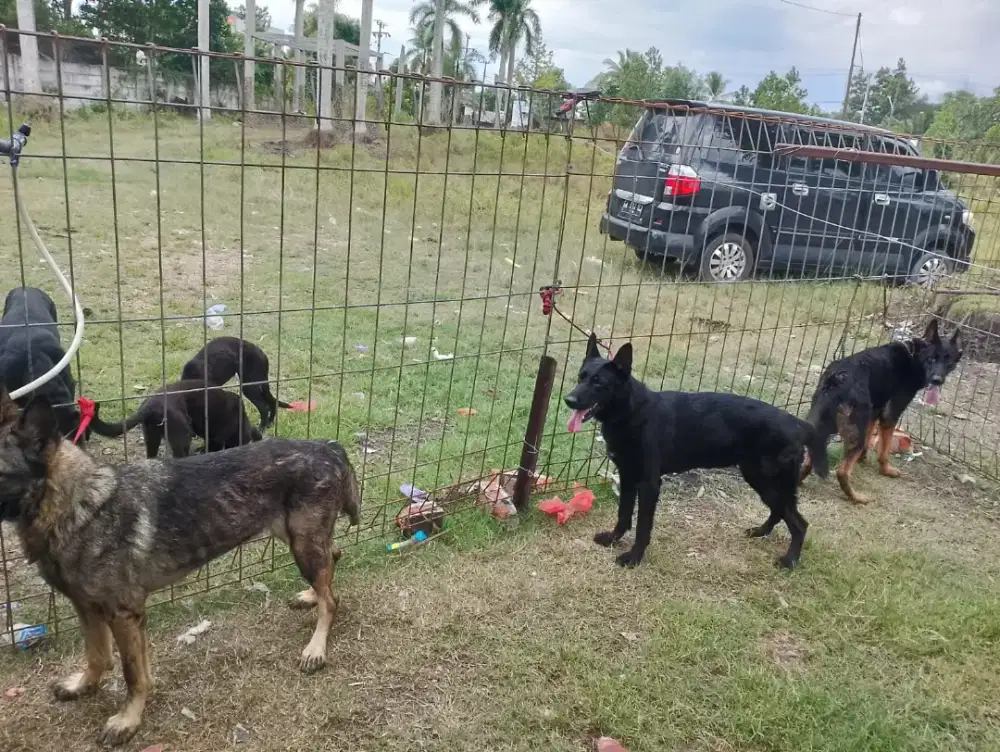 Sepasang Anjing Herder