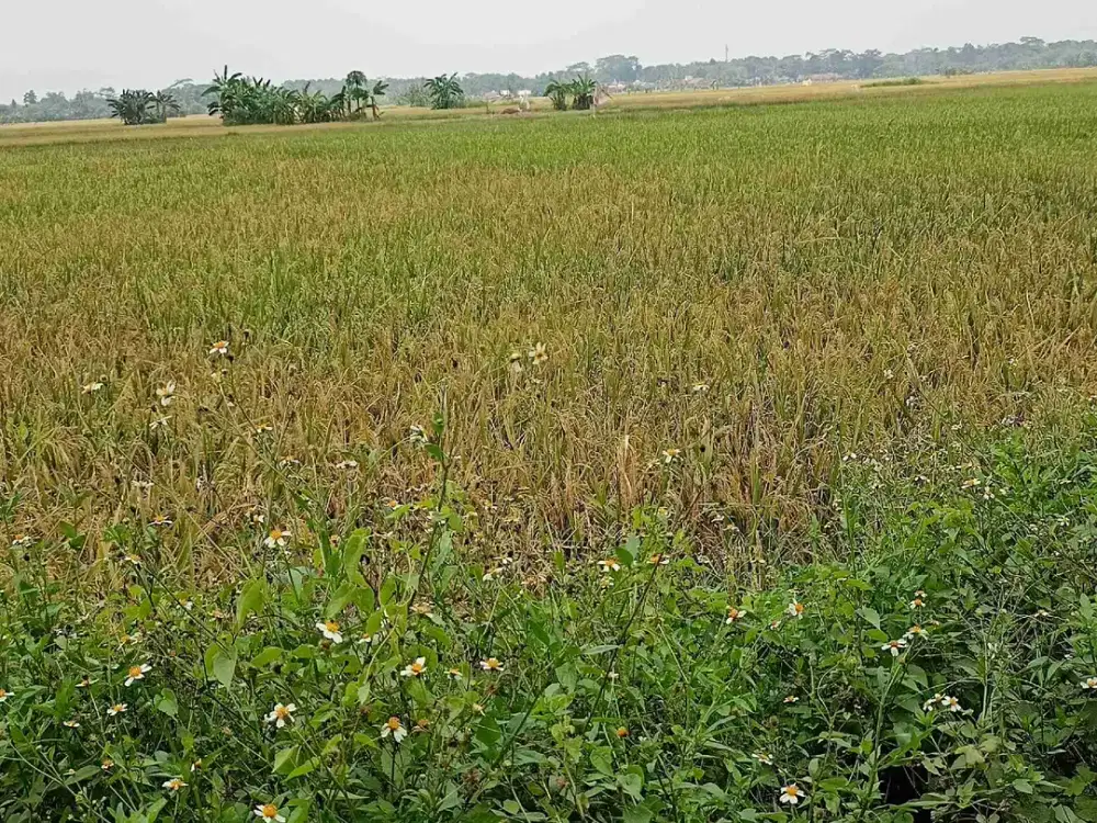 Tanah Cikande Serang