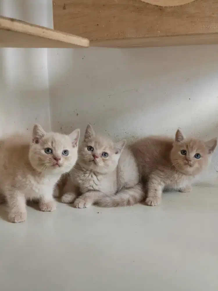 Kucing BSH British short hair warna cream j