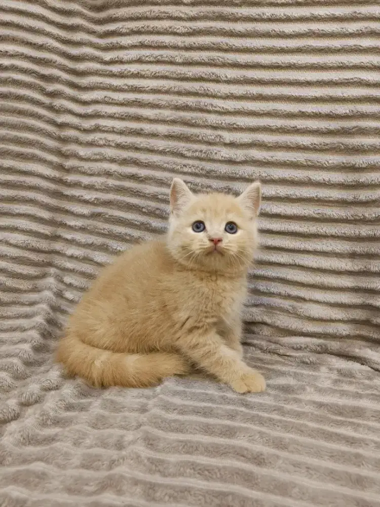 Kucing BSH British short hair warna cream j