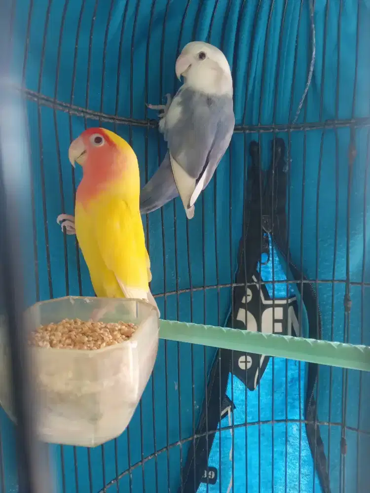 Lovebird sepasang induk nk pied vio x nk lutino mm