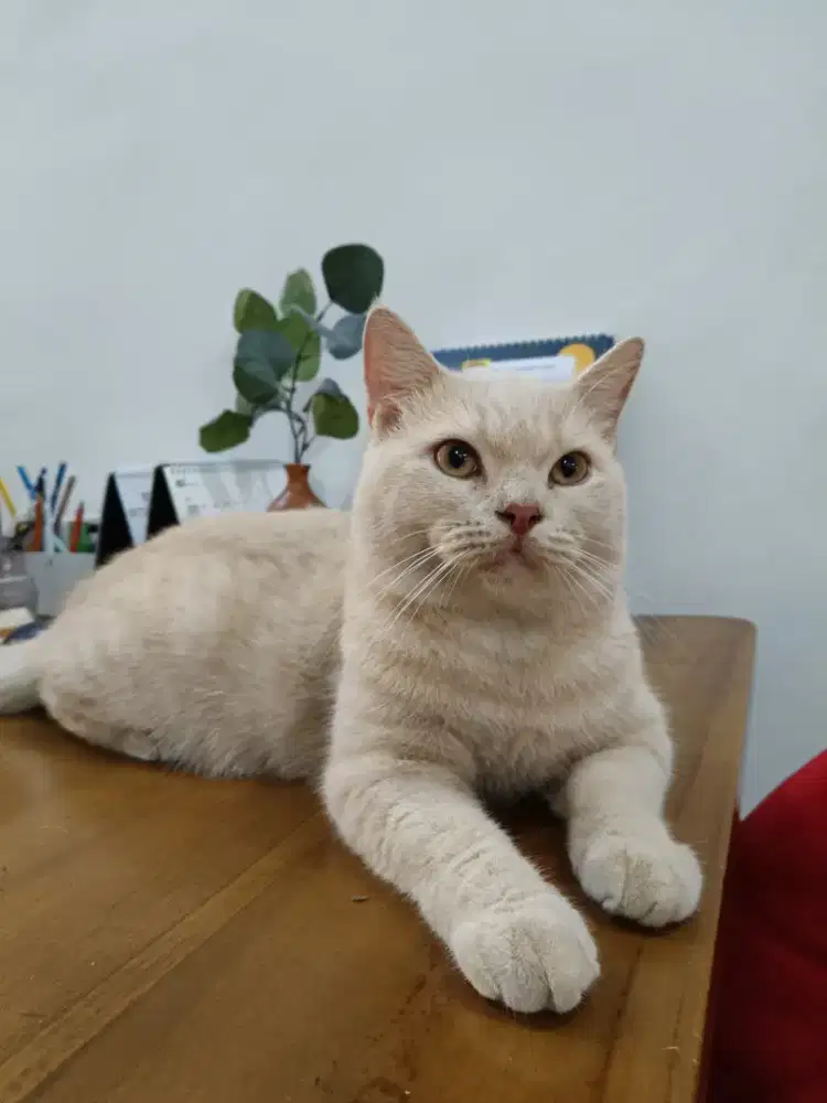 Kucing British Short Hair Cream Jantan Proven