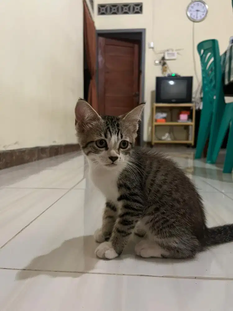 Kitten Persia mix