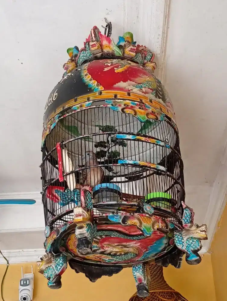 Perkutut suara bangkok katuranggan satrio willis