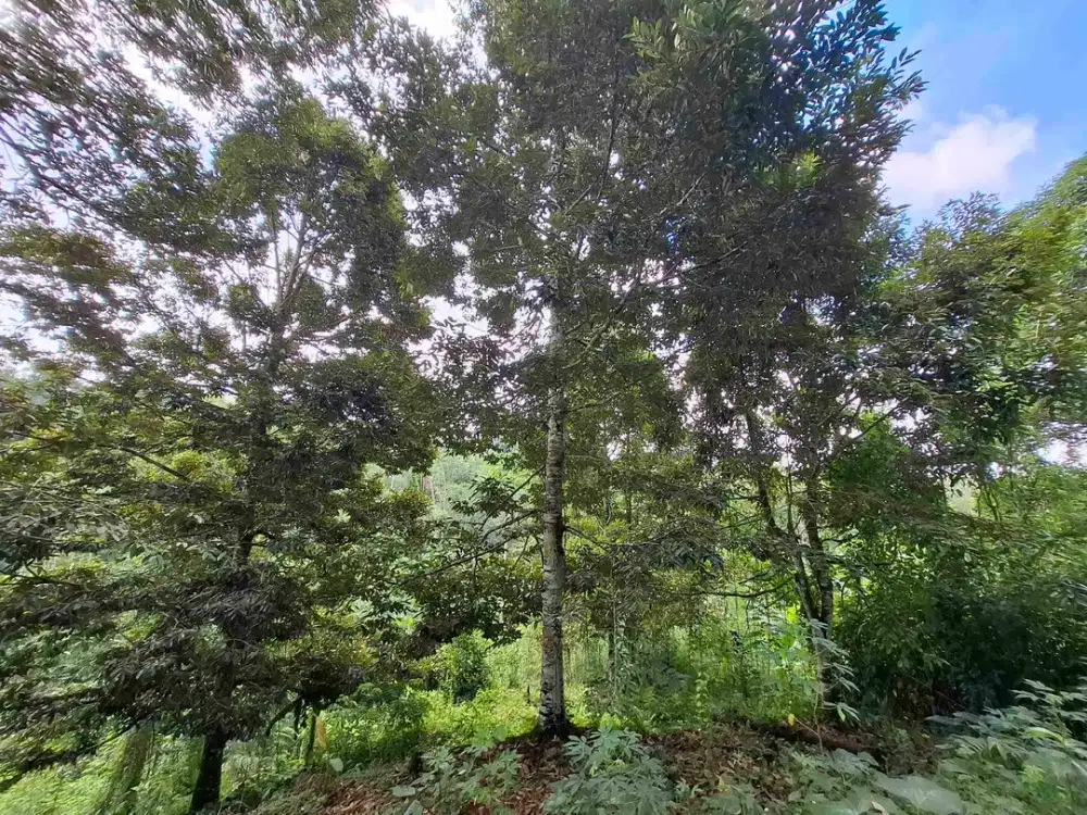 kebun durian murah view gunung dan los sungai
