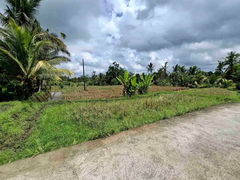 tanah hadap selatan view sawah luasan kecil