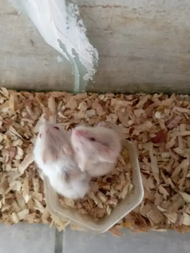 Hamster campbell dominan mata merah