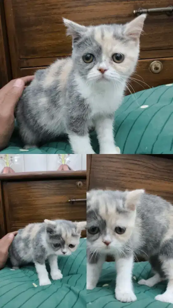 ready adopt british short hair