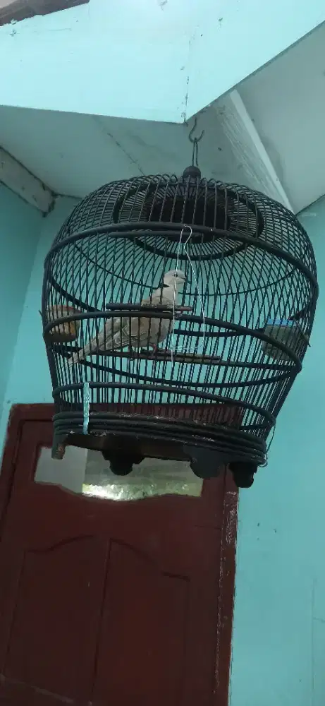 puter pelung nangis gacor