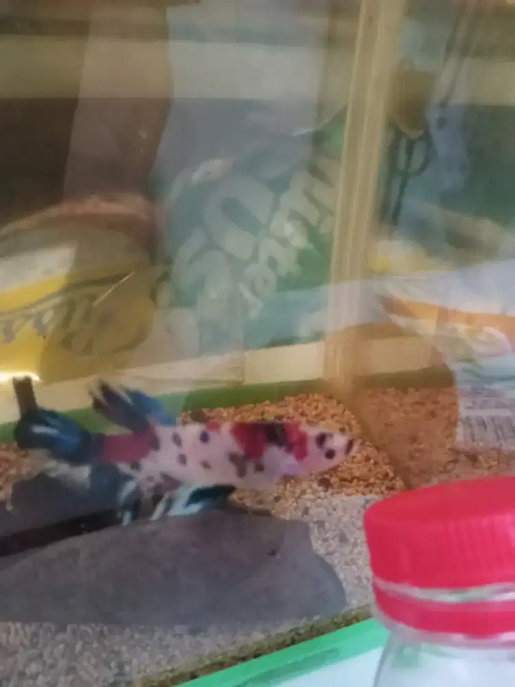 Cupang giant.berbagai warna