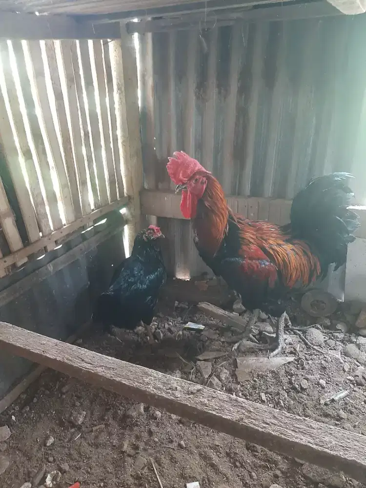 JUAL AYAM KAMPUNG PELUNG SEPASANG