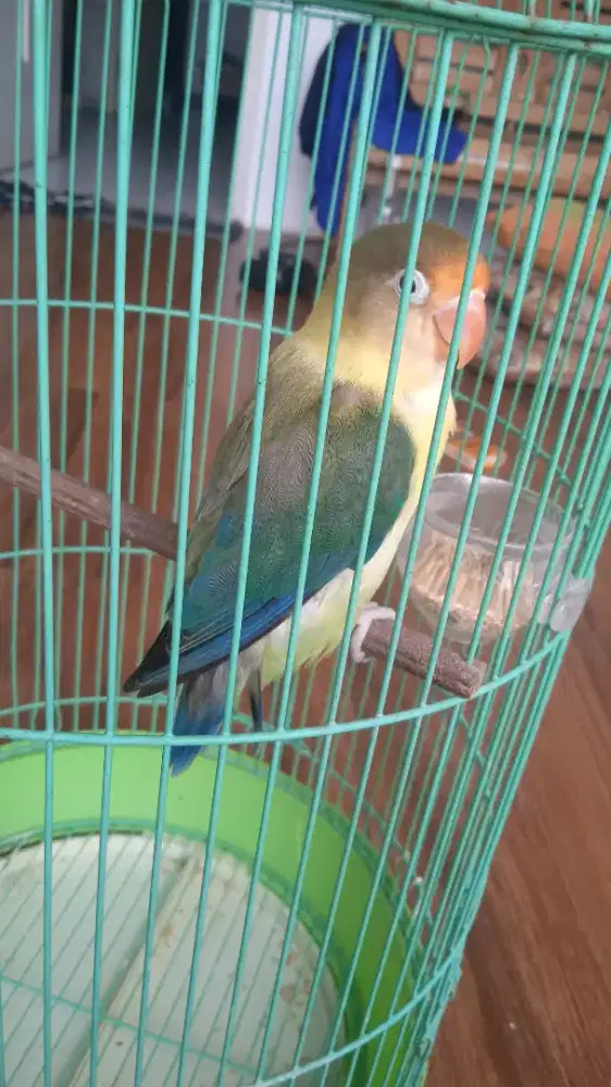 burung lovebird PB