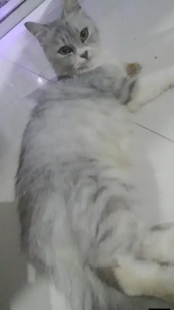 Kucing Persia x BSH