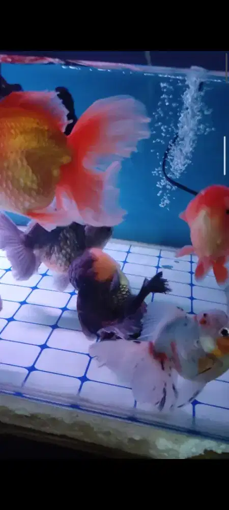 Ikan koki gemoy jumbo. Perekor bisa . Borong bisa