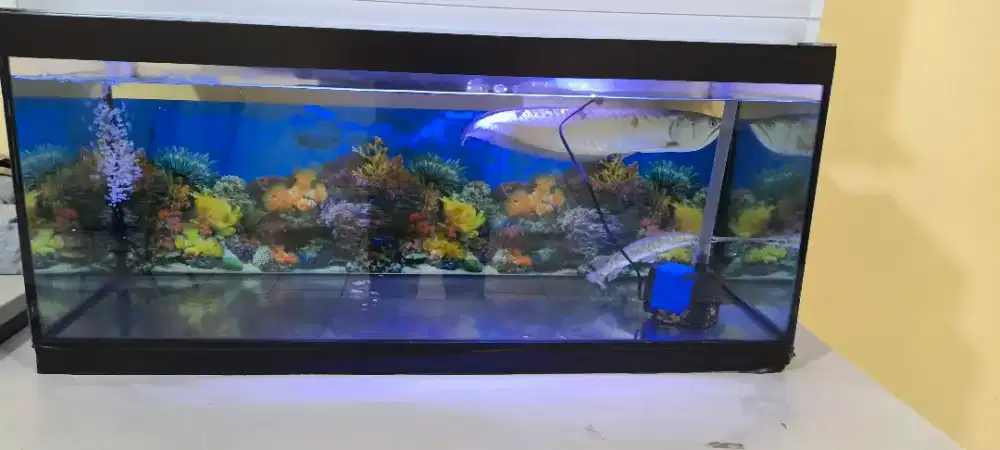 Aquarium Ikan arwana dan aligator gar