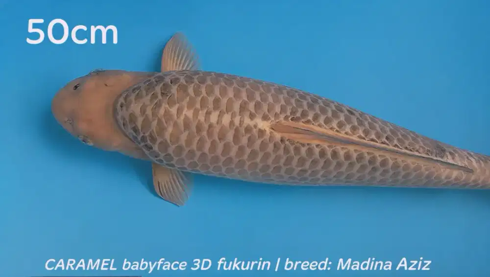 Koi Caramel Super Babyface 50cm Top Fukurin 3D body tebal Berpunuk HQ