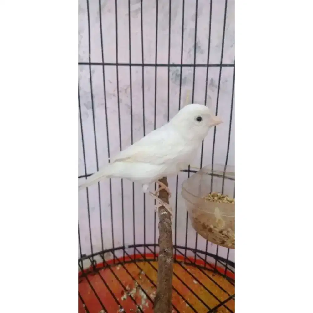 Kenari Af Gacoran Warna Cerah Untuk Hiasan.