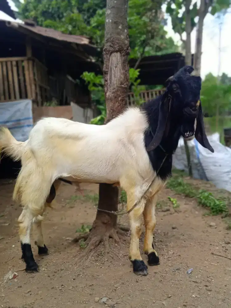 Kambing bligon qurban