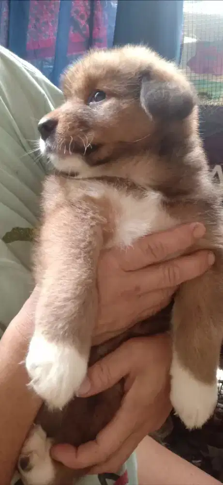 Anak anjing keturunan golden