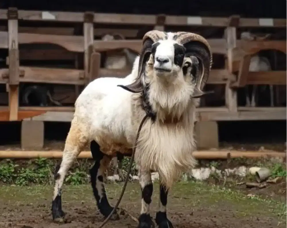 Jual Hewan Qurban