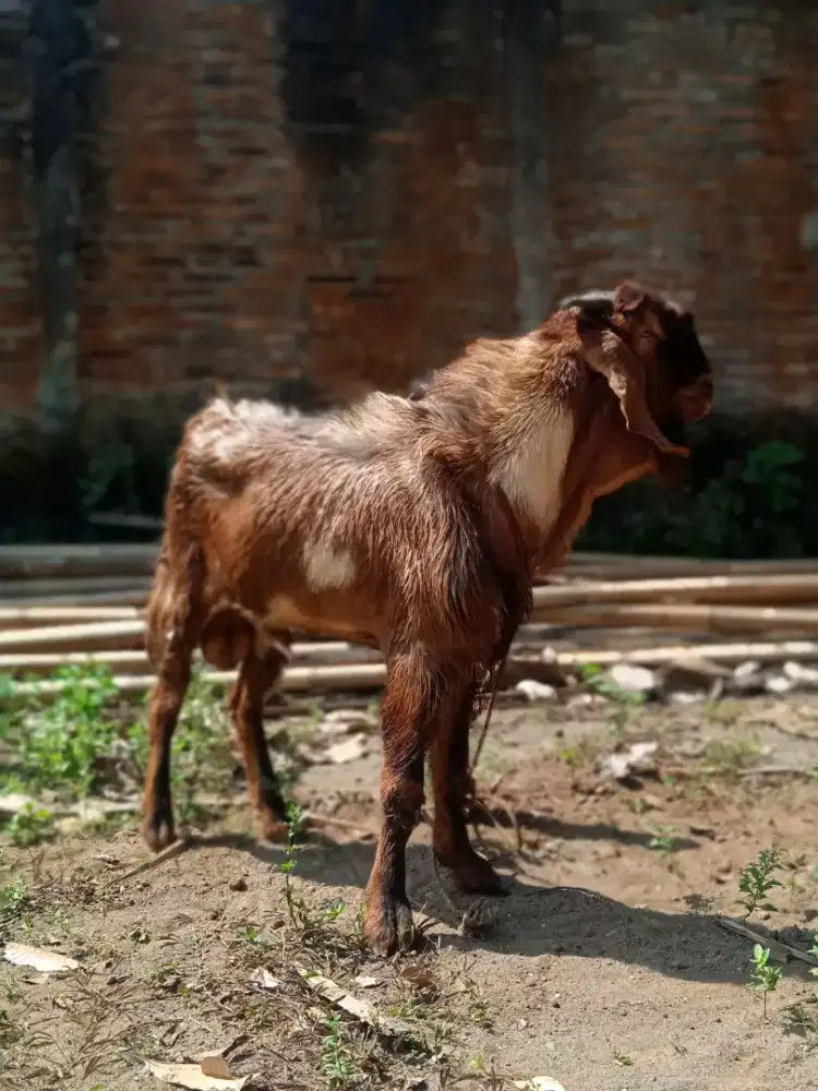 Kambing qurban jawa