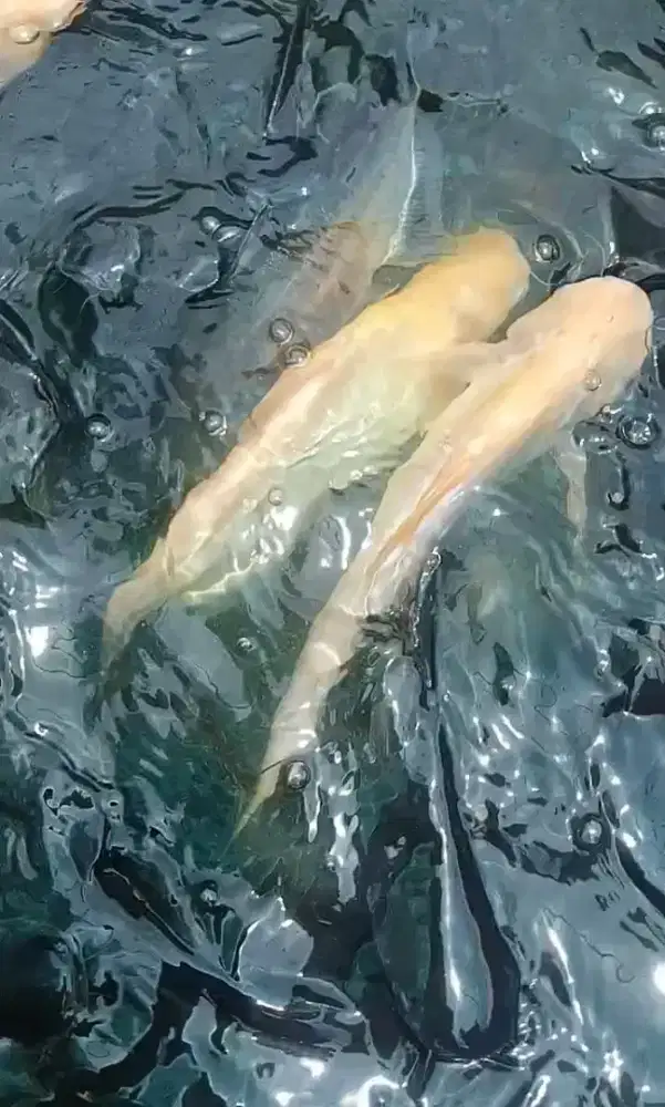 IKAN PATIN HIDUP