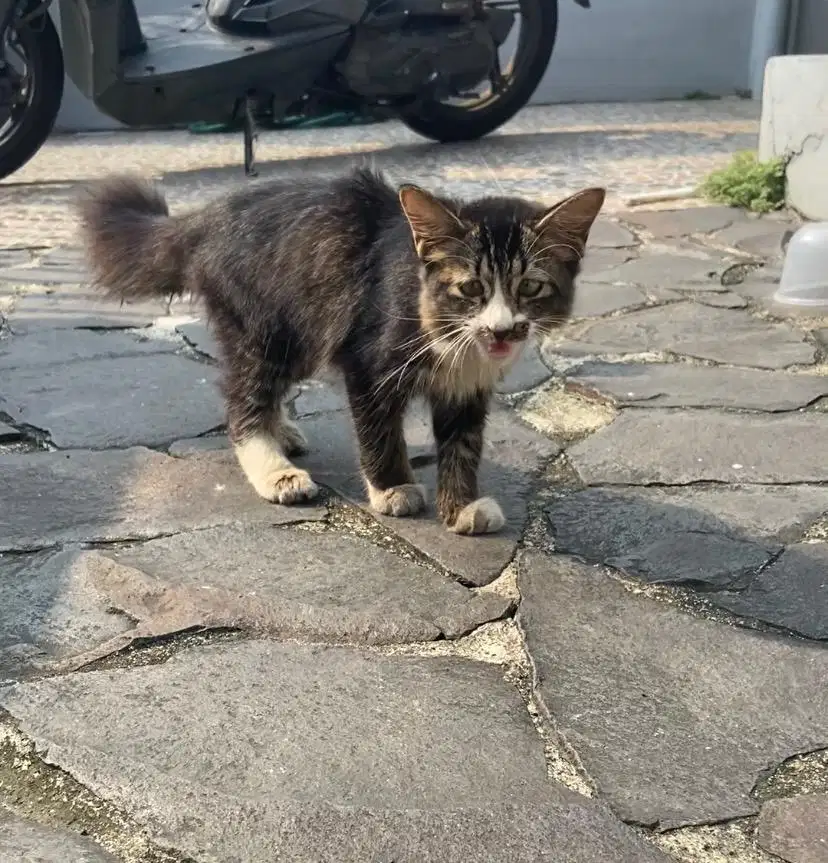 Kucing mixdome betina