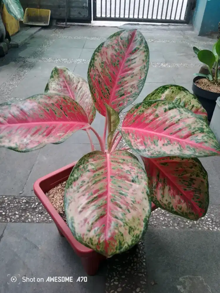 Jual tanaman algonema