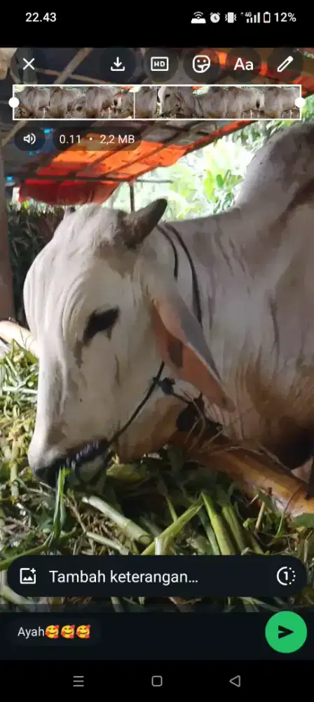 Jual hewan qurban harga terjangkau, GRATIS biaya perawatan