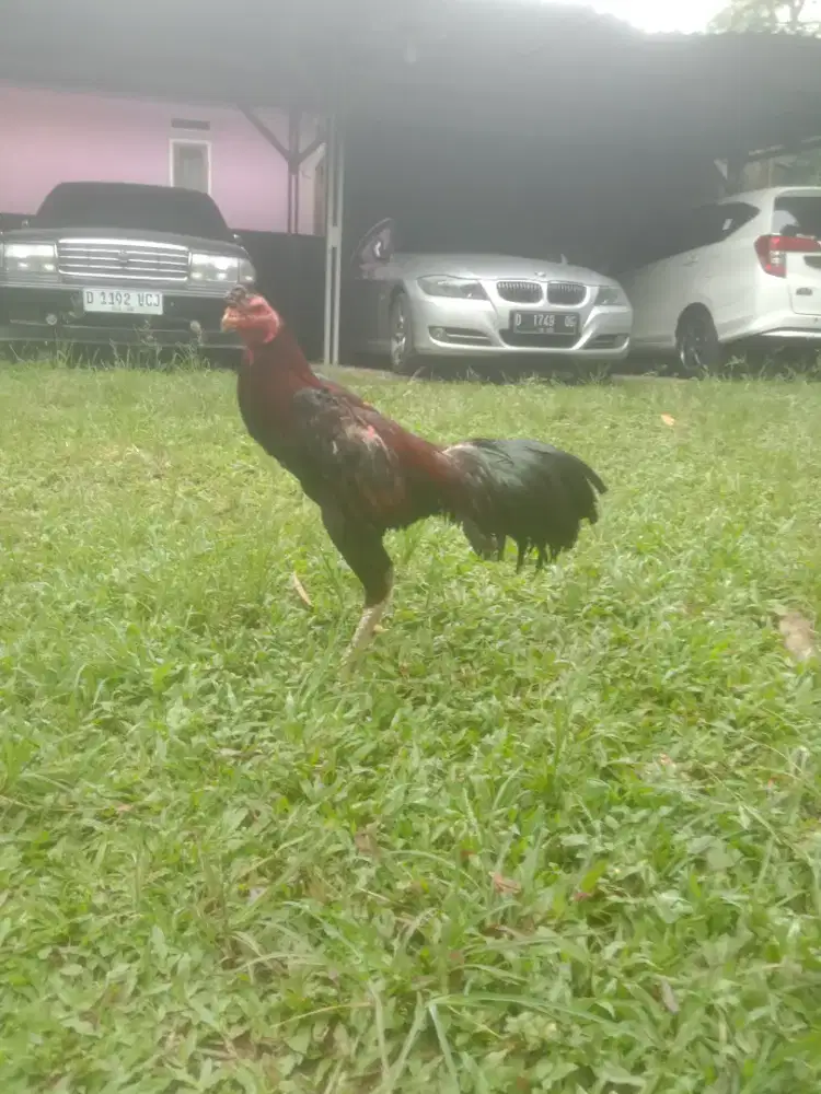 Ayam magon pakhoy win 2 x vidio ada lawan ko usia 1 x mabung jos