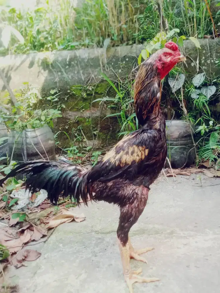 Ayam shamo jepang 1 x win line Mr old murah ada minus besar