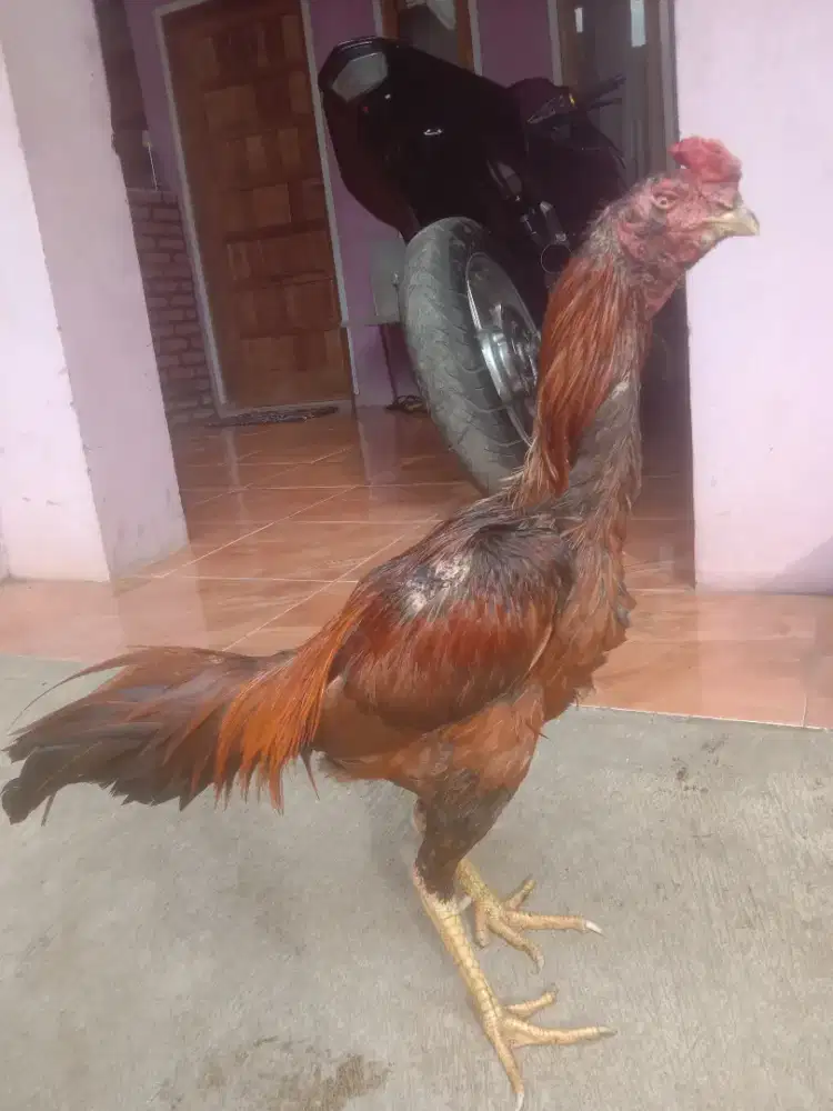 Ayam Brazilian 2 x win