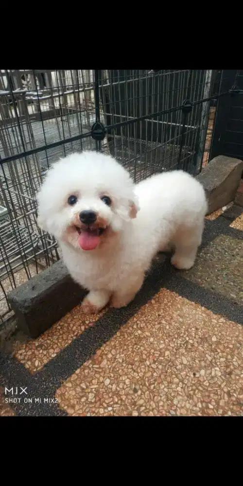 Jual Indukan Bichon frise