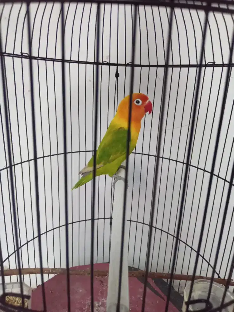 Lb pasjo jantan gacor