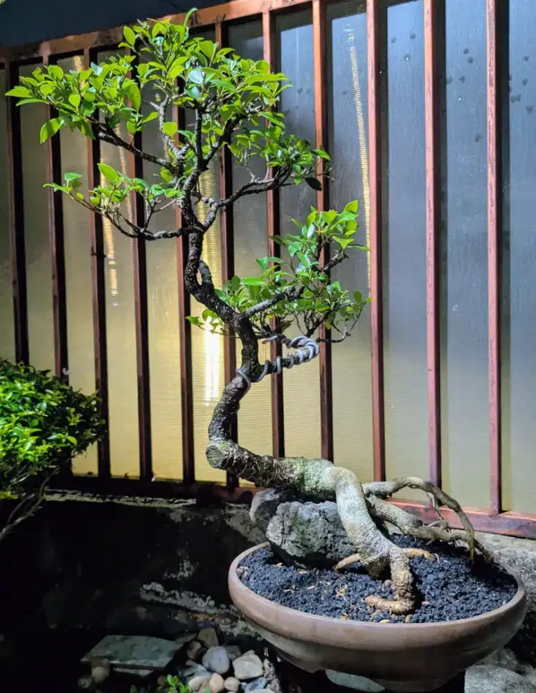 Bonsai Beringin Kimeng