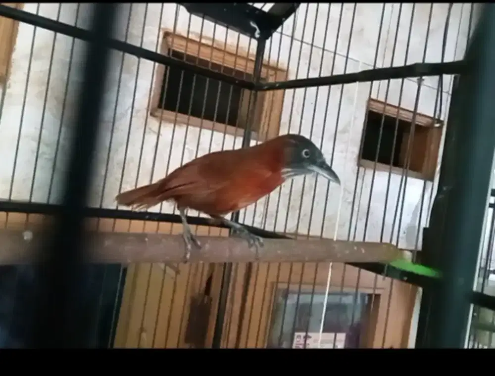 Jual burung tepus pala abu gacor